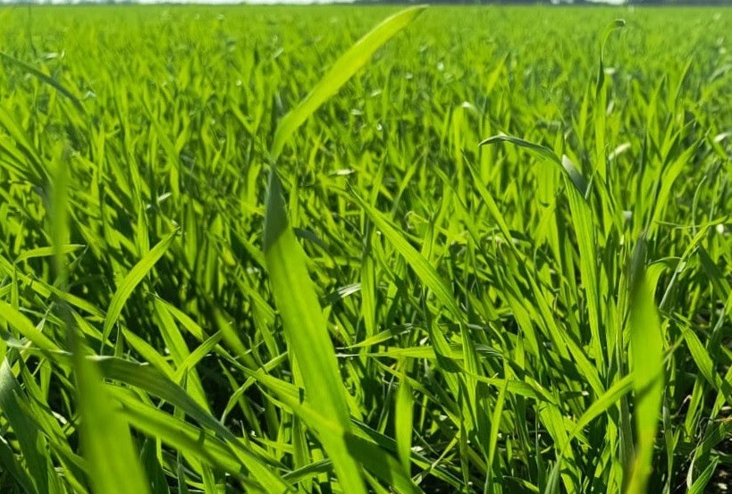 Santiago del Estero: trigo y garbanzo atraviesan una etapa cr&iacute;tica con contrastes h&iacute;dricos y t&eacute;rmicos