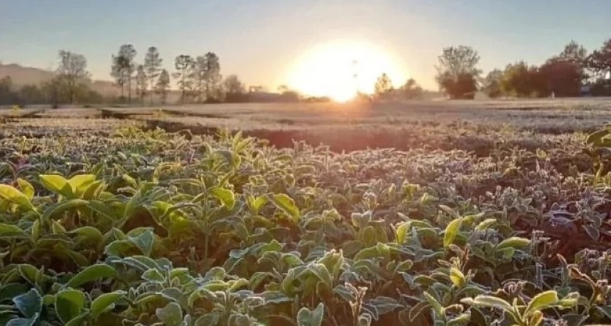 Una helada tard&iacute;a afect&oacute; las producciones de frutas en el norte bonaerense