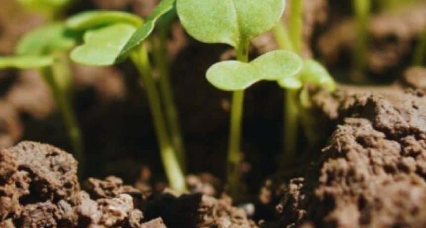 Agricultura: c&oacute;mo producir 30 a&ntilde;os sin agotar el suelo