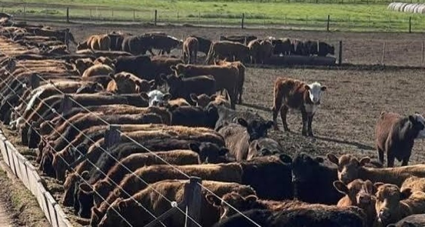 Feedlots r&eacute;cord: hay 2,08 millones de vacunos encerrados y podr&iacute;an salir 1,6 millones hasta fin de a&ntilde;o