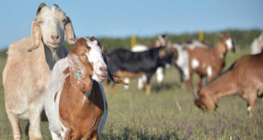 Carne caprina: las exportaciones dispararon m&aacute;s de 380% los ingresos