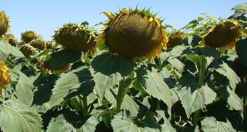 Girasol: crecen la siembra, la molienda y las exportaciones