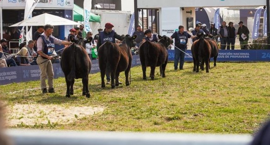 Semana Angus: 60.000 cabezas y 300 reproductores en Ca&ntilde;uelas