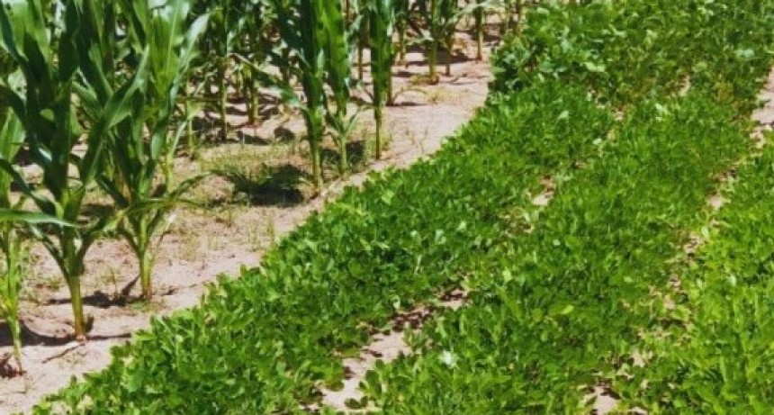 Ma&iacute;z, sorgo, soja y man&iacute;: c&oacute;mo responden al clima