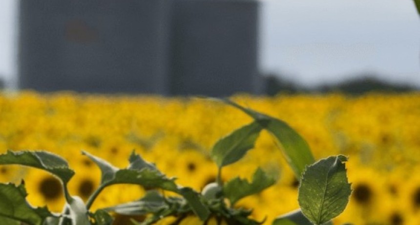 Girasol 2026/27: la siembra ya cubre el 26,6% del &aacute;rea prevista