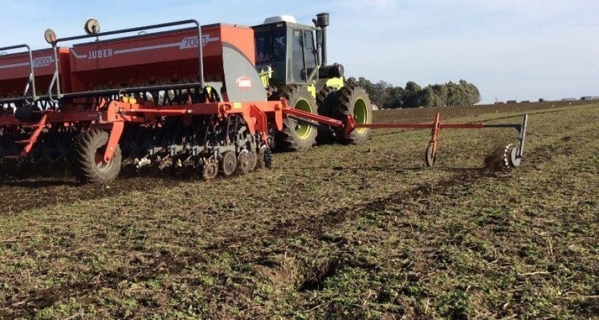 Trigo: la mitad del &aacute;rea ya est&aacute; en enca&ntilde;az&oacute;n o etapas posteriores