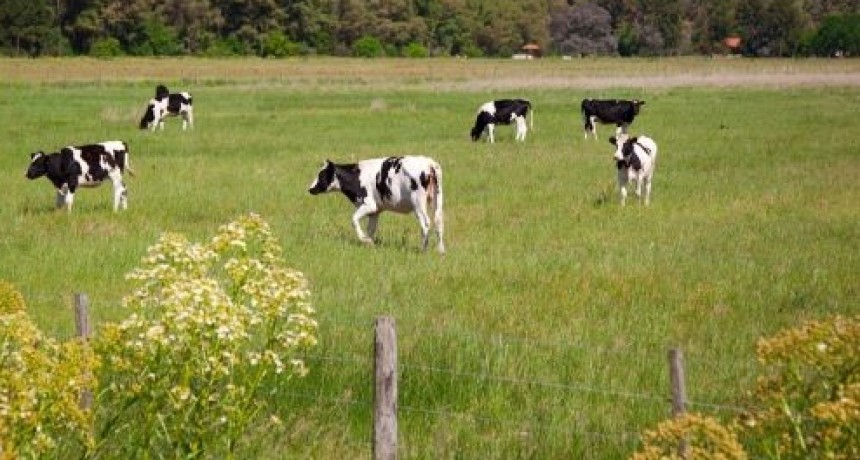 La producci&oacute;n y el consumo de leche crecieron m&aacute;s del 4% en 2026