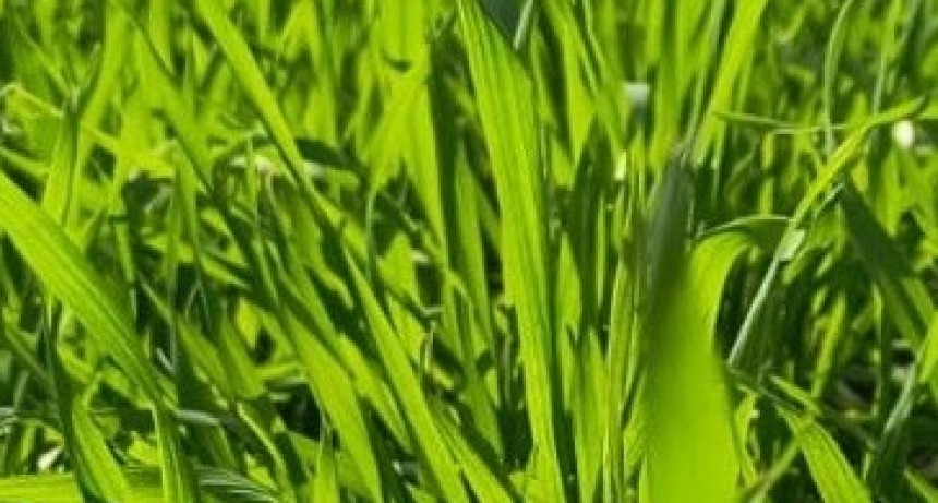 Santiago del Estero: trigo y garbanzo atraviesan una etapa cr&iacute;tica con contrastes h&iacute;dricos y t&eacute;rmicos