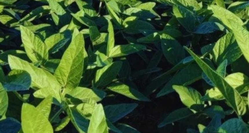Soja de primavera: una oportunidad que depende del agua y el manejo
