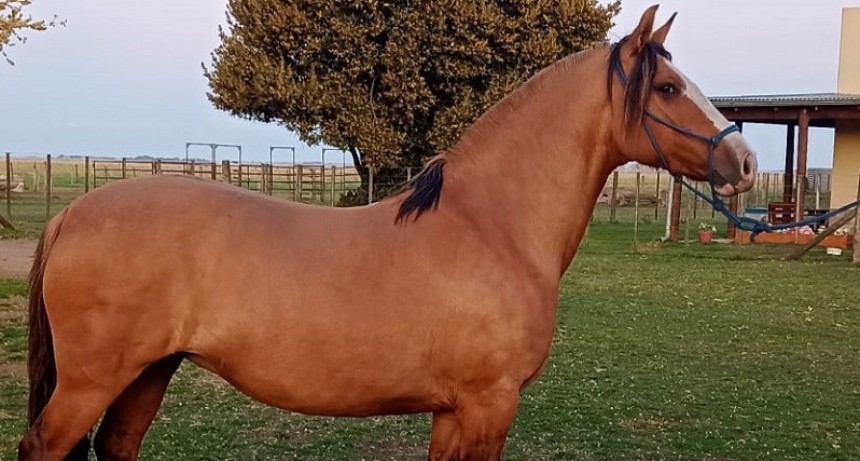 Caba&ntilde;a El Vasquito participar&aacute; de la Expo de Caballos Criollos que se realizar&aacute; en Laprida