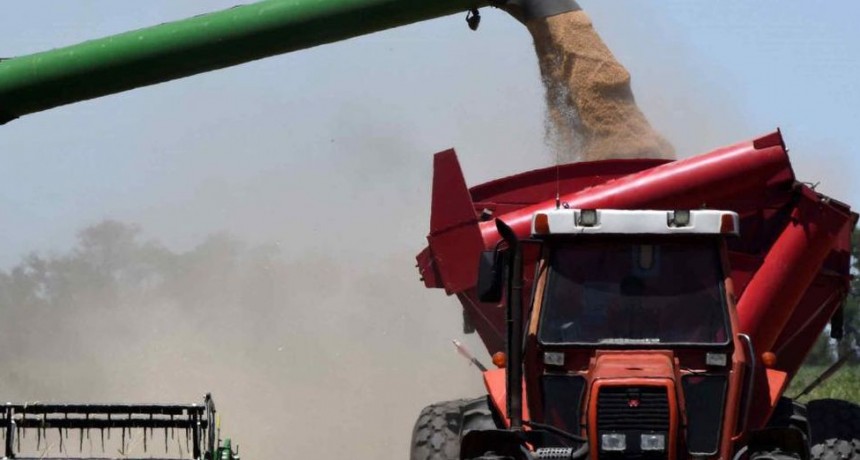 Fuerte sequ&iacute;a ajusta la producci&oacute;n de trigo y afirma el mercado