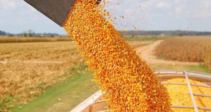 Por la liquidez que dio el d&oacute;lar soja hay menos venta de ma&iacute;z y afecta a feedlots, av&iacute;colas y porcinos