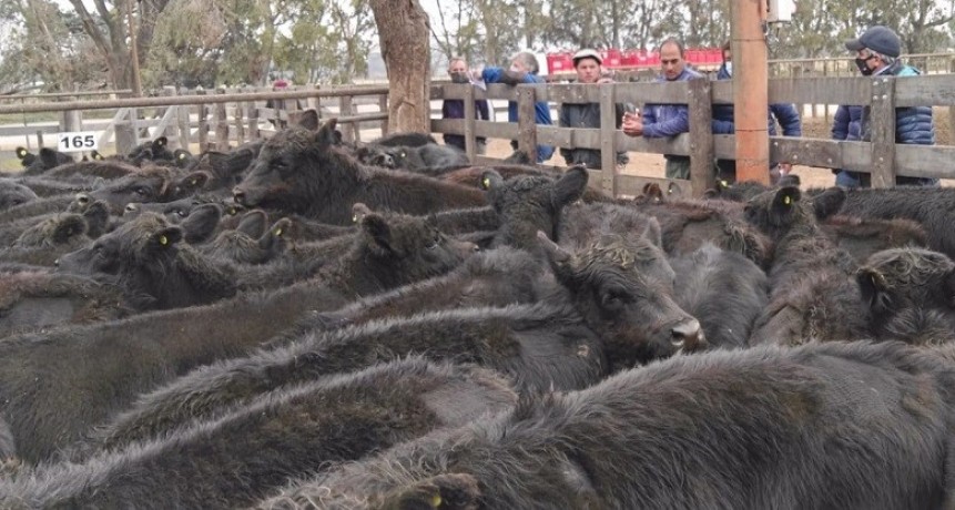 Cu&aacute;les son las principales enfermedades que causan abortos en rodeos para carne