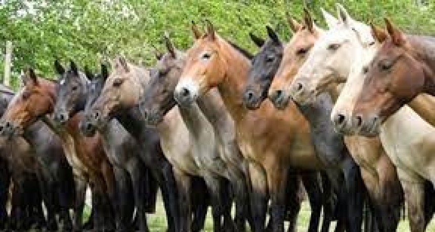 Se viene la 6 Expo de caballos criollos en Laprida