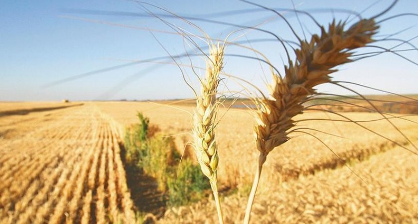 Trigo, d&oacute;lares y precios: el Gobierno prepara medidas para el campo y emergencia agropecuaria