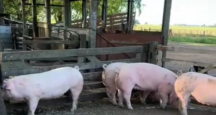 El 12 de noviembre se realiza el remate de porcinos de Caba&ntilde;a San Vicente y La Fe