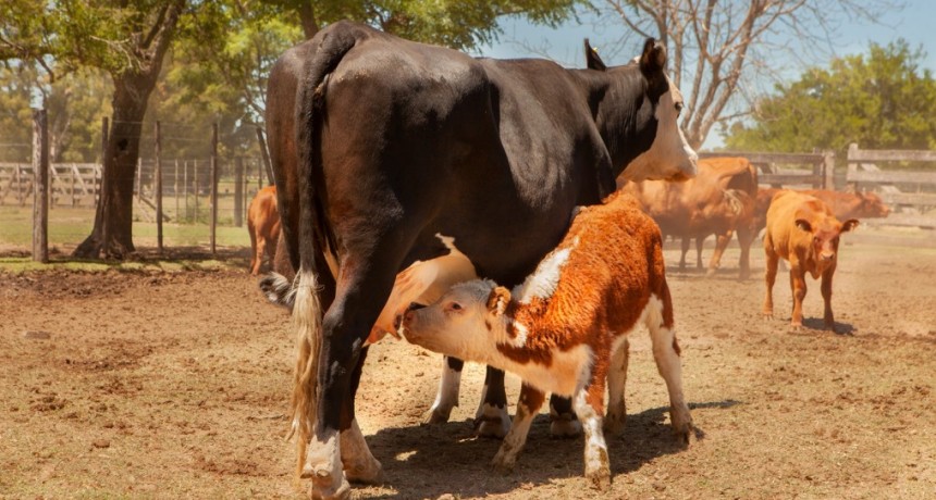 Se inici&oacute; la segunda campa&ntilde;a de vacunaci&oacute;n contra la Fiebre aftosa y Brucelosis bovina