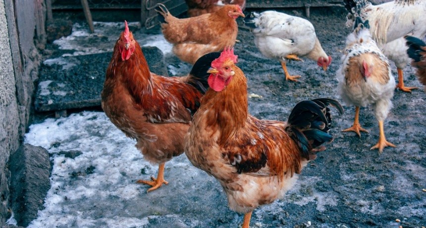 Gripe Aviar: mantienen la prohibici&oacute;n de realizar eventos y exposiciones con aves dom&eacute;sticas