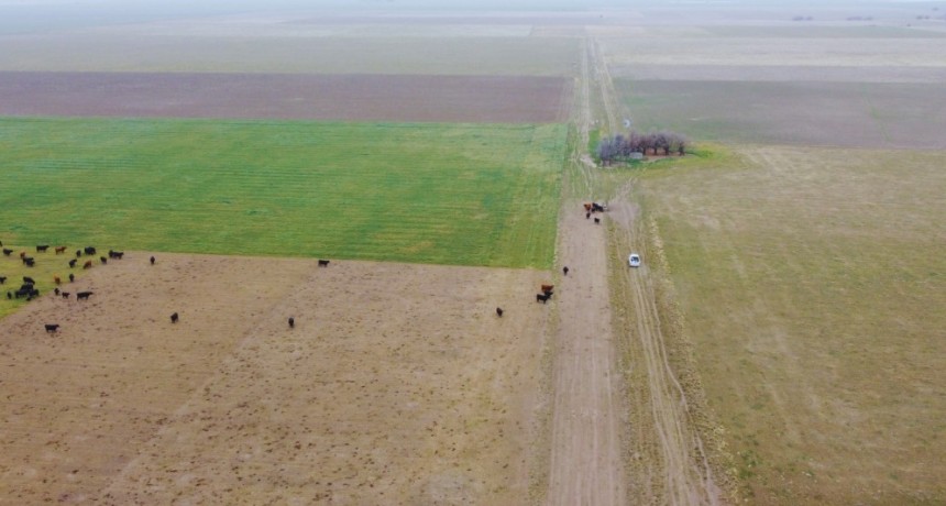Productores bonaerenses controlan malezas sin mover el suelo