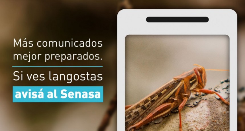 Langostas y tucuras: Nueva l&iacute;nea de WhatsApp para denuncias y tablero din&aacute;mico informativo