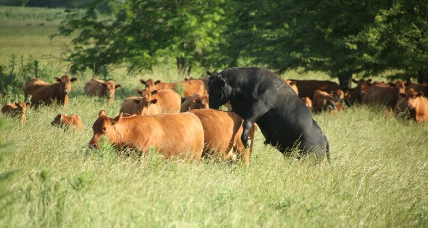 Bovinos: cient&iacute;ficos del Conicet descubrieron que la tritrichomonosis tambi&eacute;n se contagia por v&iacute;a digestiva