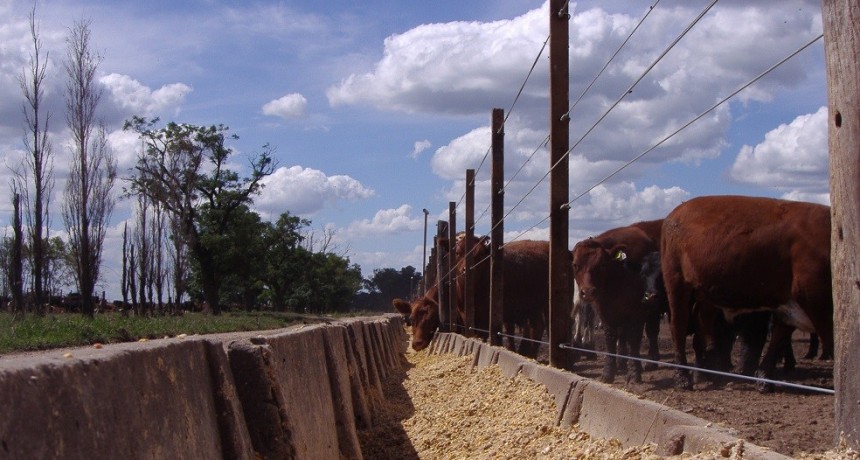 Se acelera la compra de hacienda para armar stock