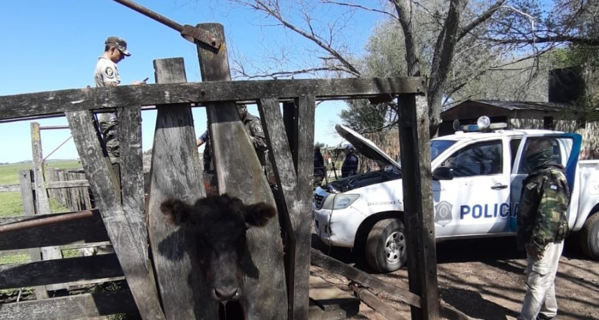 Por abigeatos en dos campos, inspeccionaron casi 600 animales en 14 establecimientos rurales