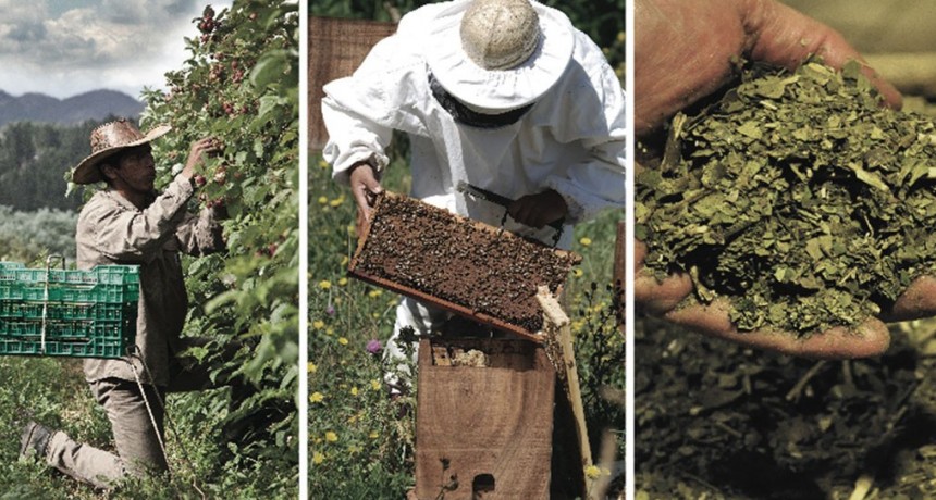 Nuevos beneficios para la producci&oacute;n org&aacute;nica en Argentina