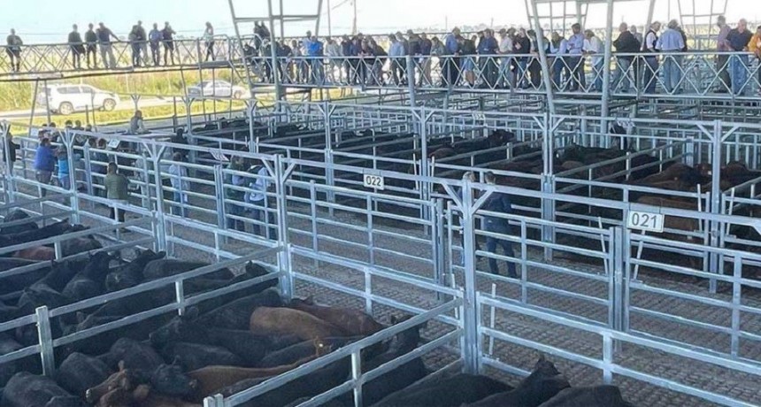 Se esperan precios favorables para la ganader&iacute;a