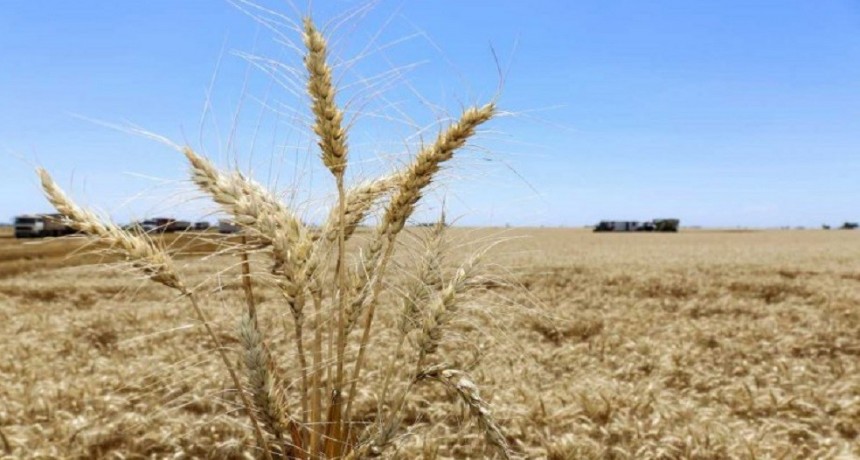 Se extiende el deterioro del trigo por la falta de lluvias