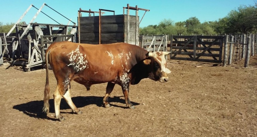 Estrategias de manejo para mejorar la eficiencia reproductiva