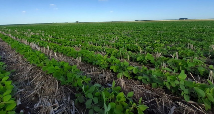Soja: Proyectan una intenci&oacute;n de siembra de 16,5 M de hect&aacute;reas