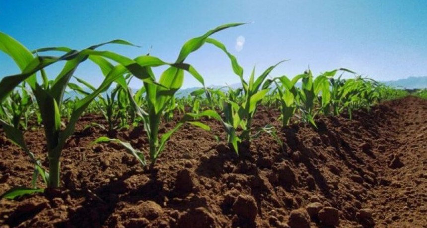 Aseguran que las lluvias mejoraron los rendimientos del trigo y del ma&iacute;z, que estaban muy afectados por la sequ&iacute;a