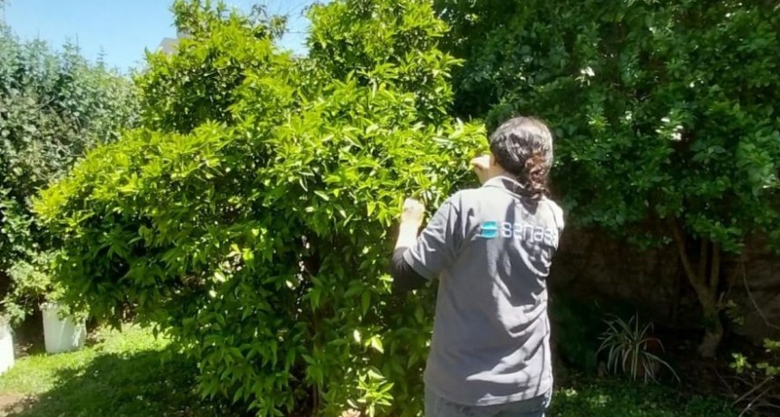 Monitoreos en plantas c&iacute;tricas sin detecci&oacute;n de HLB en la provincia de Buenos Aires