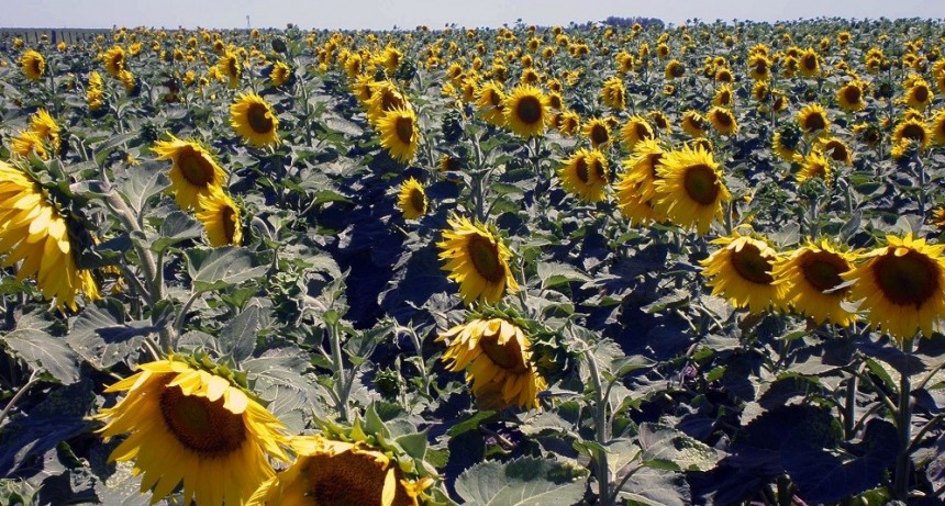 El girasol se expande a nuevos territorios