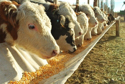 La rentablidad de los feedlots sigue en caída libre