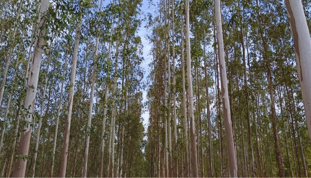 En el NOA, evalúan clones de eucalipto para la producción de madera