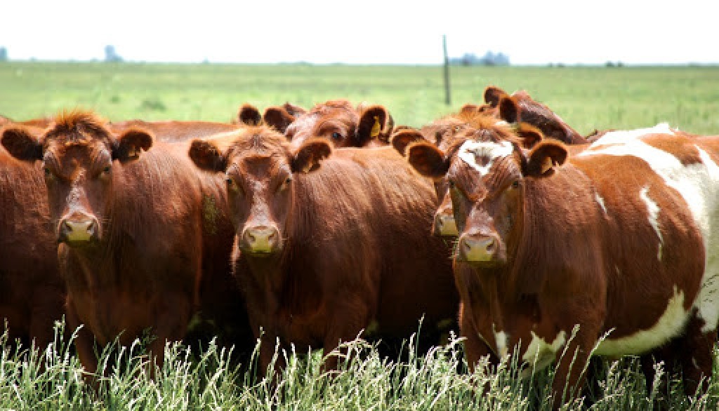 La superpoblación de una especie amenaza con destruir la producción ovina patagónica