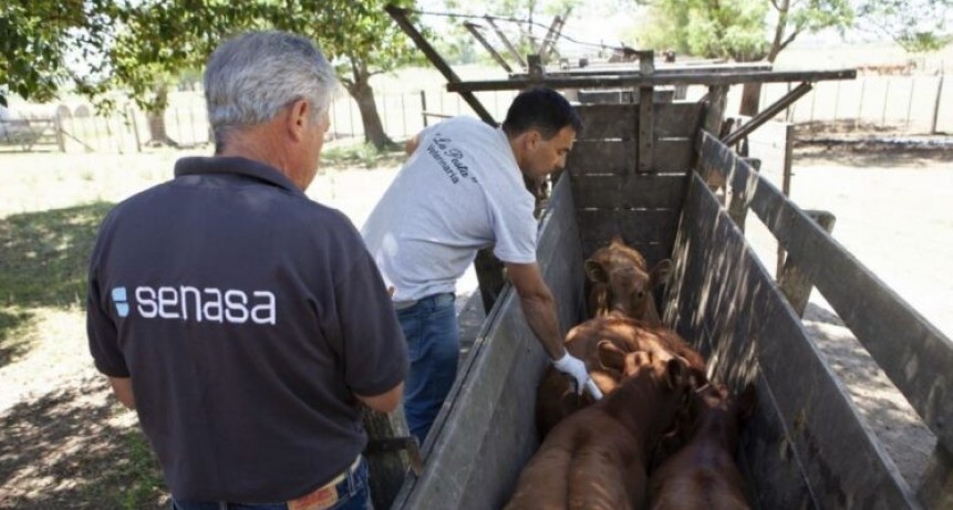 Fechas para la segunda campa&ntilde;a anual de vacunaci&oacute;n contra la fiebre aftosa