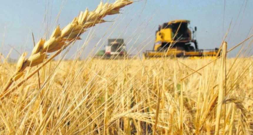 El Gobierno proyecta aumentos en las &aacute;reas sembradas para la pr&oacute;xima campa&ntilde;a gruesa