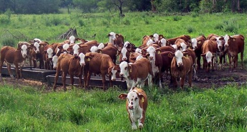 La faena sostenida de hembras afectar&aacute; la reposici&oacute;n de terneros