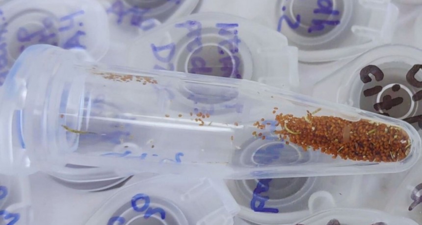 Descubren una enzima clave para la germinaci&oacute;n de las semillas