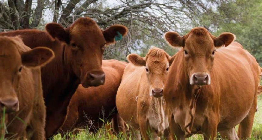Cr&iacute;a: Pese a una ligera mejora estacional, los m&aacute;rgenes reales se encuentran condicionados por la salida del invierno