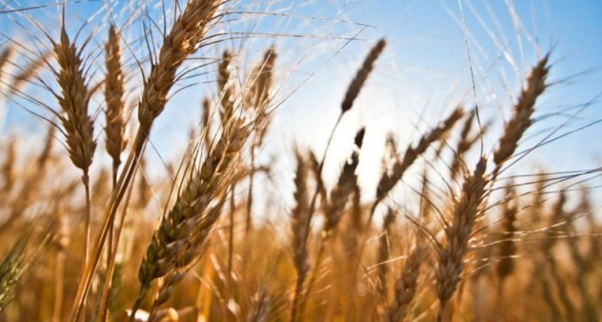 Las zonas trigueras recibieron lluvias y los cultivos andan bien