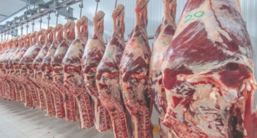 Aumenta la faena de hembras en lo que va de octubre
