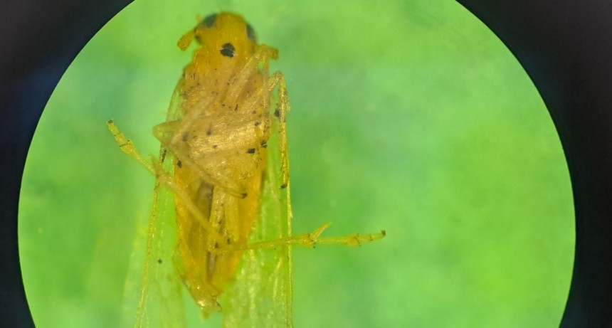 Detectan los primeros ejemplares de chicharrita africana en la Argentina