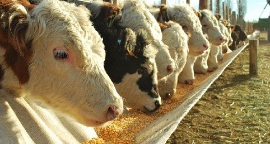 La rentablidad de los feedlots sigue en ca&iacute;da libre