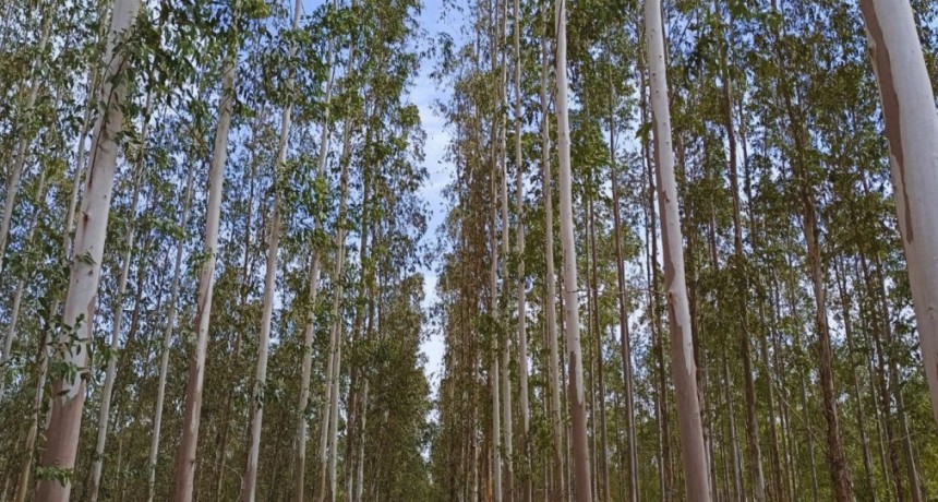 En el NOA, eval&uacute;an clones de eucalipto para la producci&oacute;n de madera
