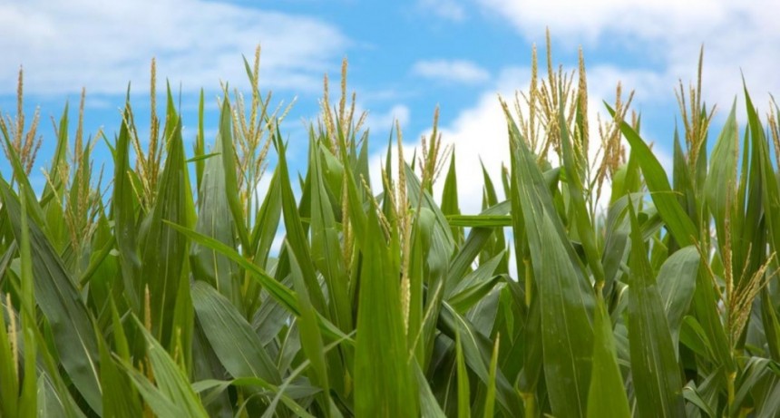 El Gobierno nacional autoriz&oacute; dos nuevos productos biotecnol&oacute;gicos de ma&iacute;z