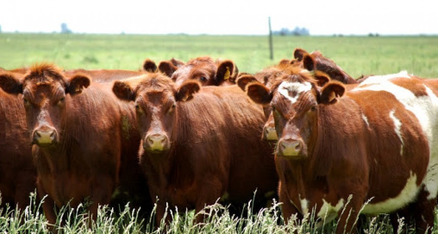 La superpoblaci&oacute;n de una especie amenaza con destruir la producci&oacute;n ovina patag&oacute;nica
